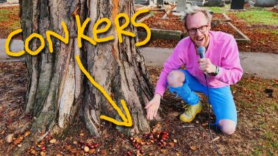 Conkers thumbnail
