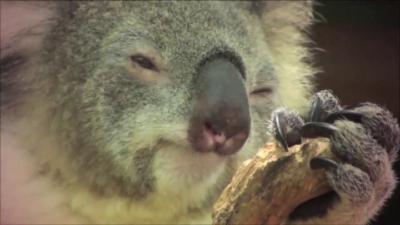 Hug You Like Koalas thumbnail